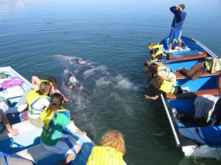 Grupos que van a ver ballenas